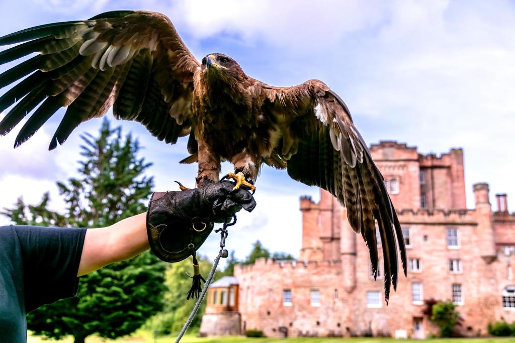 Falconry at the Dalhousie Castle Hotel